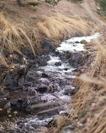 Wild Nest Bear * Zlatibor