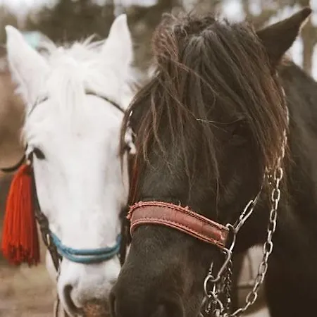 Hébergement de vacances Wild Nest Bear