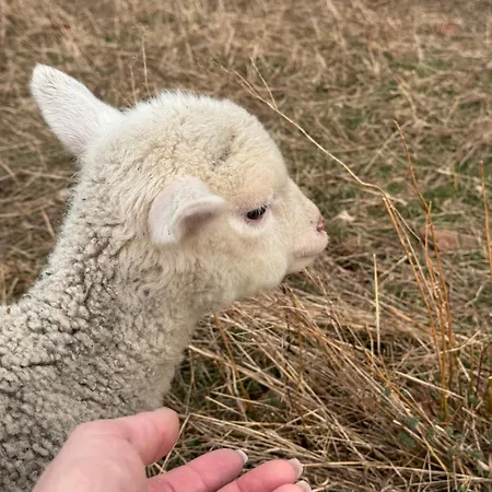Wild Nest Bear Hébergement de vacances *